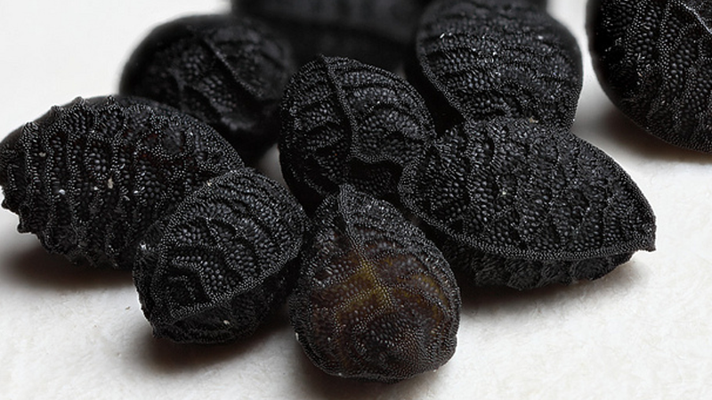 Unique, Savoury, Nigella Seed - What it is and how it's Used
